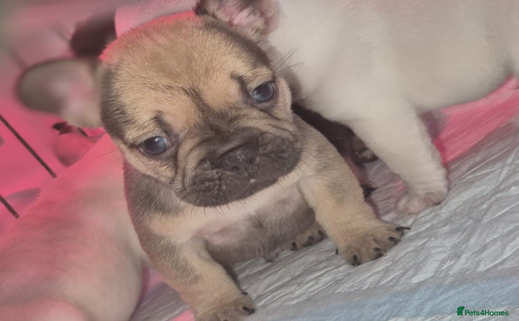 French Bulldog dogs - Advert 3