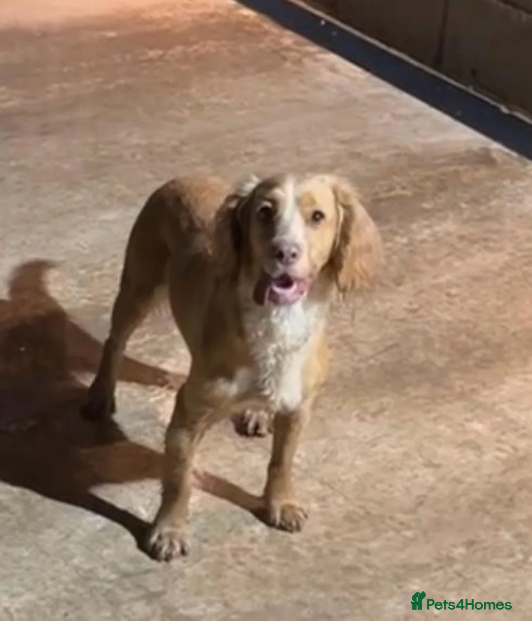 Cocker Spaniel dogs for sale: 🐾 Adorable Cocker Spaniel Puppies For Sale! 🐾 - Advert 2