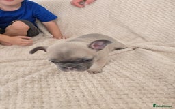 French Bulldog dogs for sale: French bulldog  - Image 6