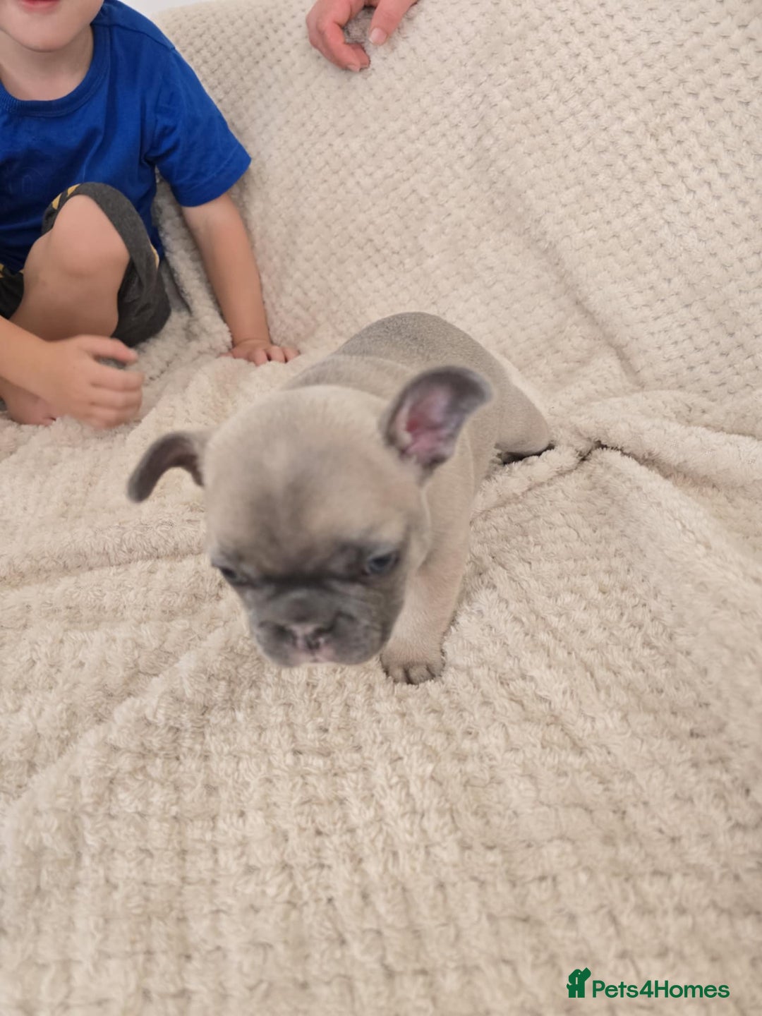 French Bulldog dogs for sale: French bulldog  - Image 6