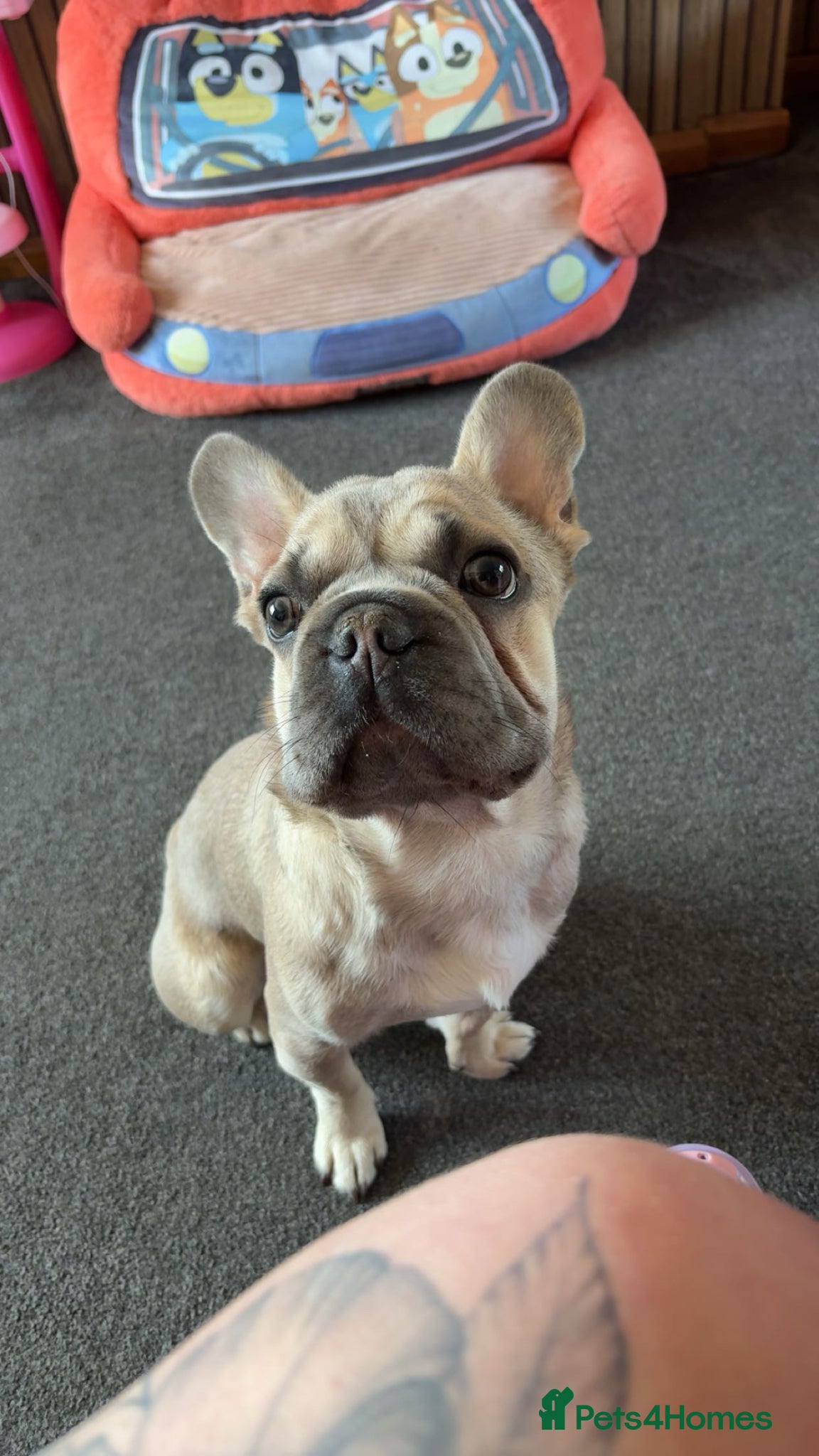 French Bulldog dogs pup for sale  - Advert 5
