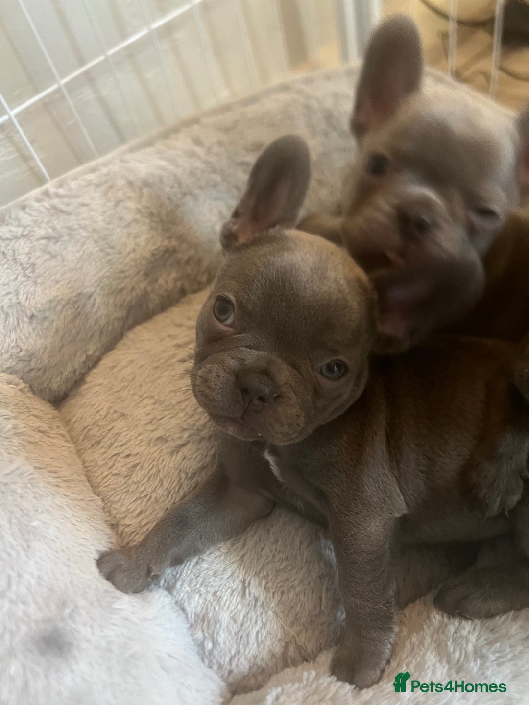 French Bulldog dogs for sale: French bulldog puppies - Advert 6
