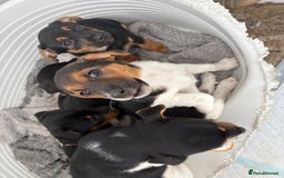 Jack Russell dogs for sale: Jack Russell Puppies  - Image 7