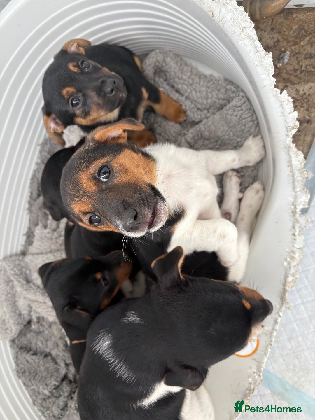 Jack Russell dogs for sale: Jack Russell Puppies  - Image 7