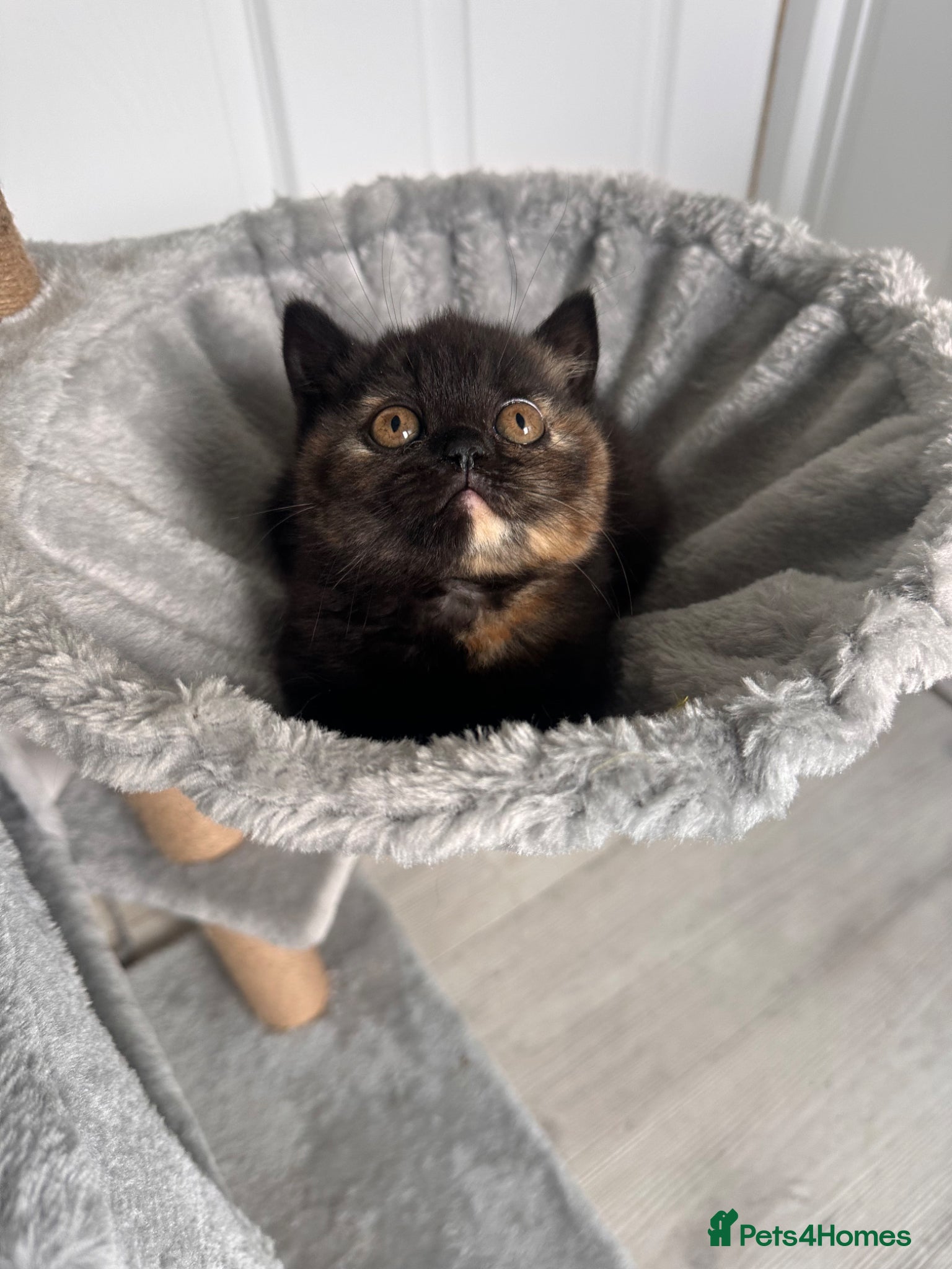 British Shorthair cats 2 Gccf registered British Shorthair kittens - Advert 1