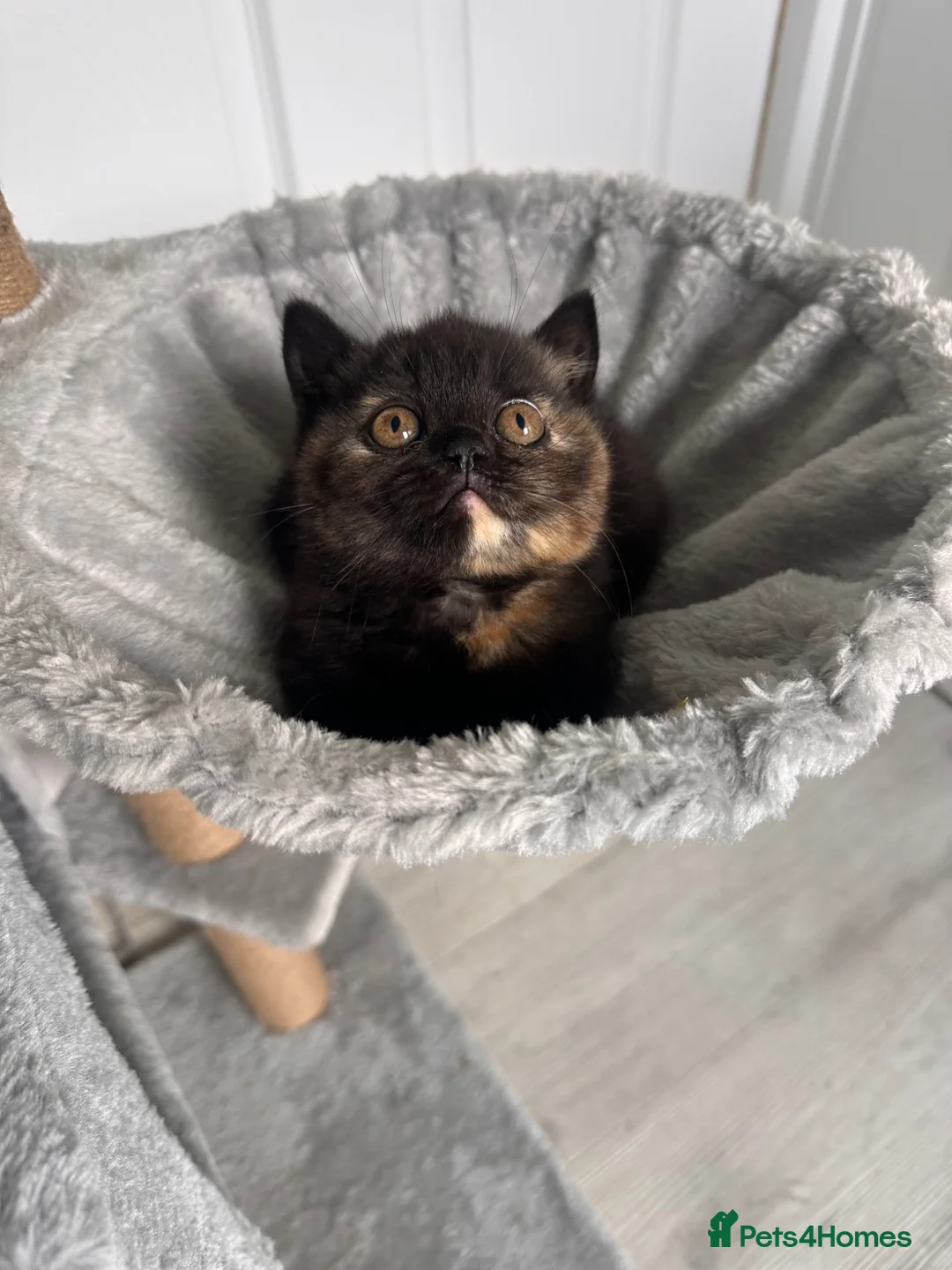 British Shorthair cats for sale: 2 Gccf registered British Shorthair kittens - Advert 2