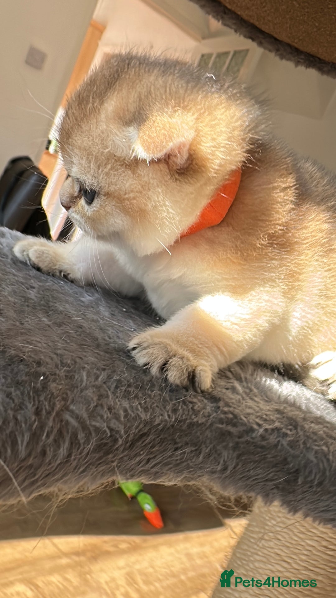 Scottish Fold cats for sale: 🐾Golden Teddy Bears – Ready for Reservation - Image 16