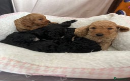 Cockapoo dogs for sale: Adorable Cockapoo puppies waiting for You!  - Image 13