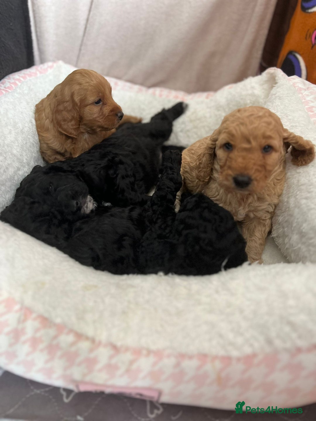 Cockapoo dogs for sale: Adorable Cockapoo puppies waiting for You!  - Image 13