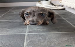 Miniature Dachshund dogs for sale: Miniature Dachshund Puppies  - Image 3