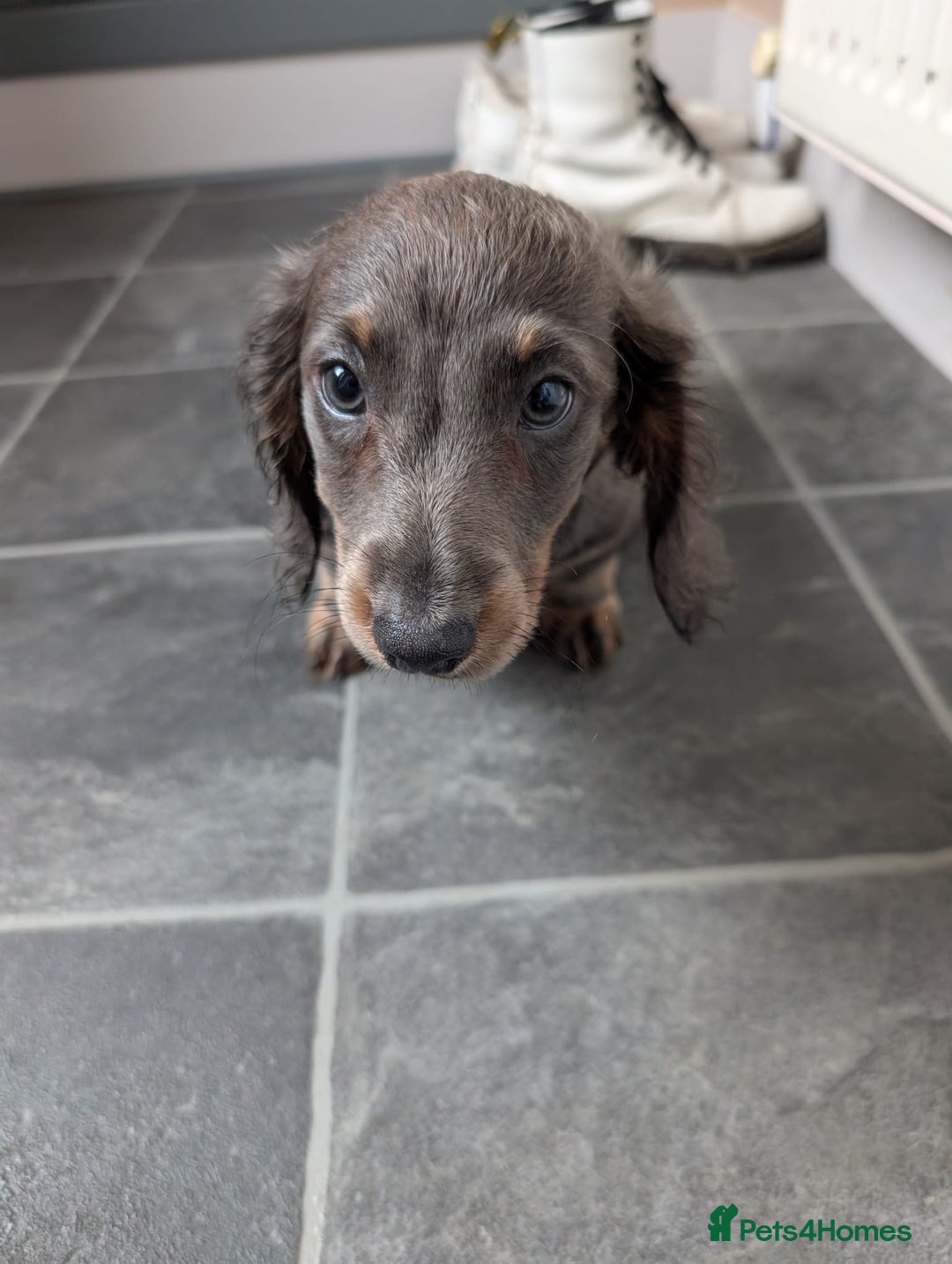 Miniature Dachshund dogs for sale: Miniature Dachshund Puppies  - Image 3