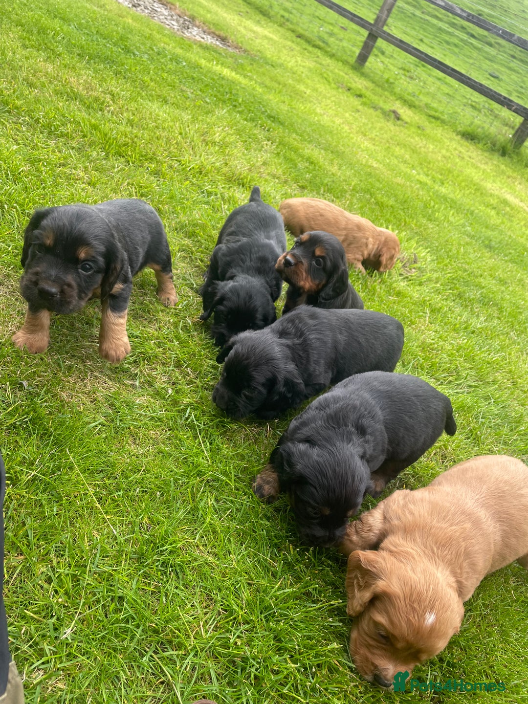 Cocker Spaniel dogs for sale: Kc reg working cocker spaniel pups - Image 11