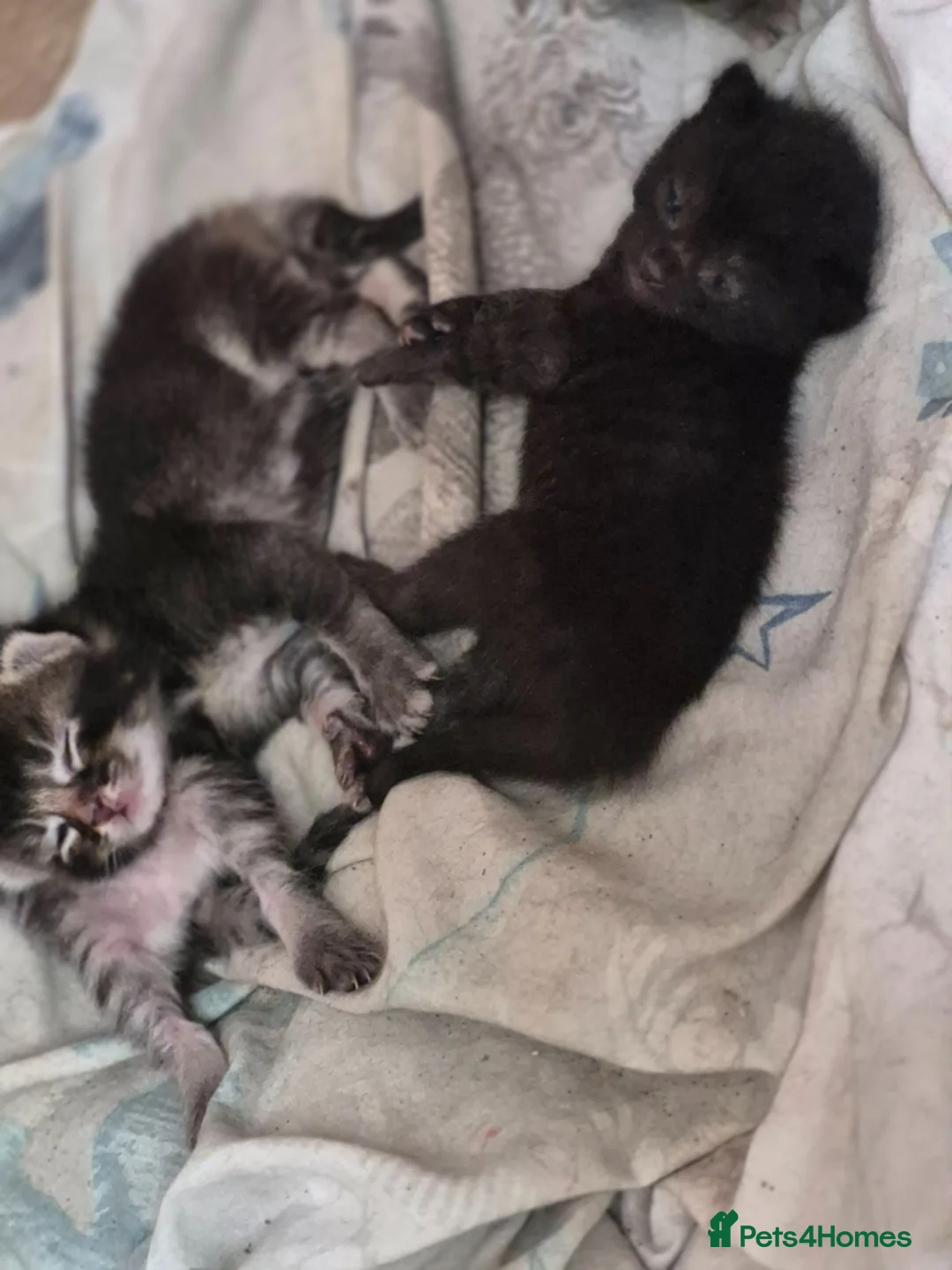 Mixed Breed cats for sale: 5 mixed kittens  - Advert 3