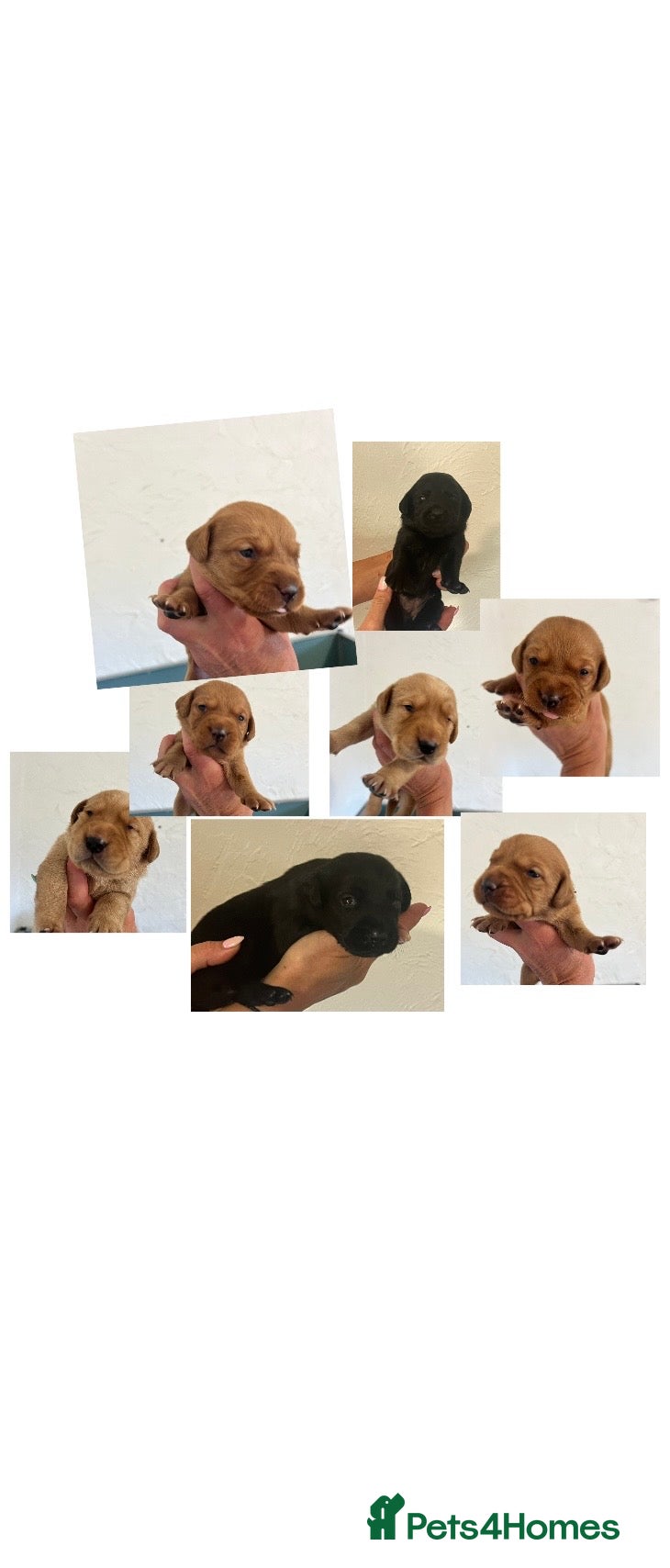 Labrador Retriever dogs KC BLACK FOX. RED YELLOW LAB PUPS HEALTH TESTED - Advert 7