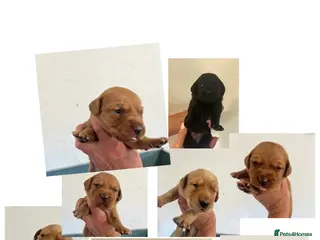 Labrador Retriever dogs KC BLACK FOX. RED YELLOW LAB PUPS HEALTH TESTED - Advert 7