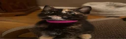 Mixed Breed cats for sale: Fantastic Four - Advert 24