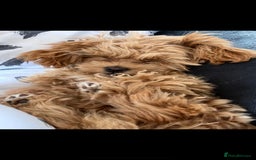 Shihpoo dogs for sale: Shipoo Pups - Image 16