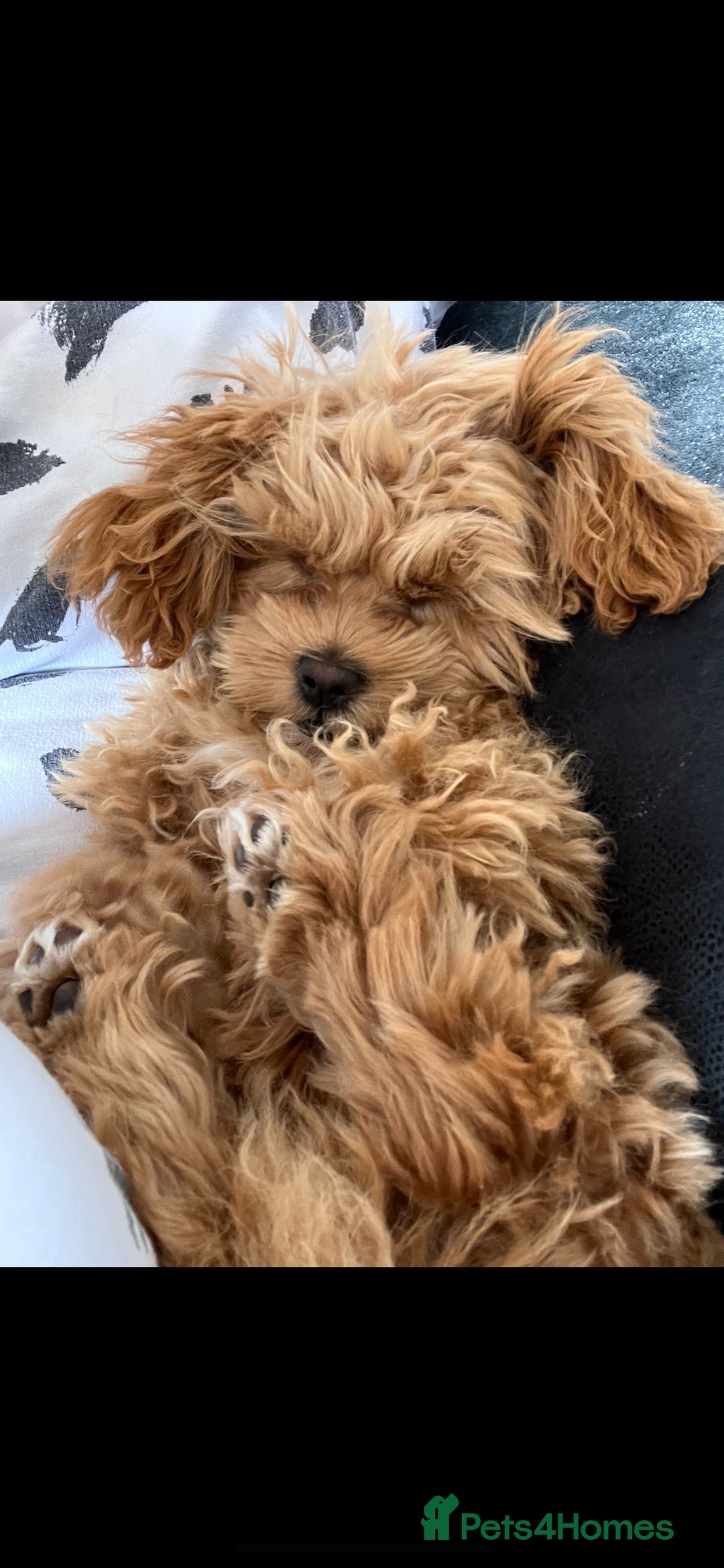 Shihpoo dogs for sale: Shipoo Pups - Image 16