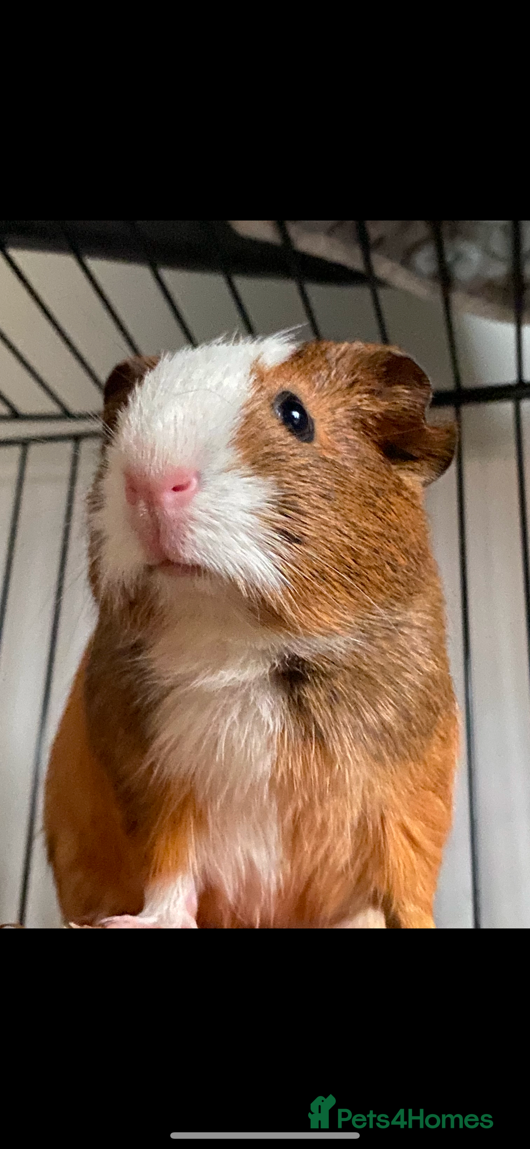 Guinea Pig rodents for sale: Guinea pigs 🐹 asap collection - Image 3