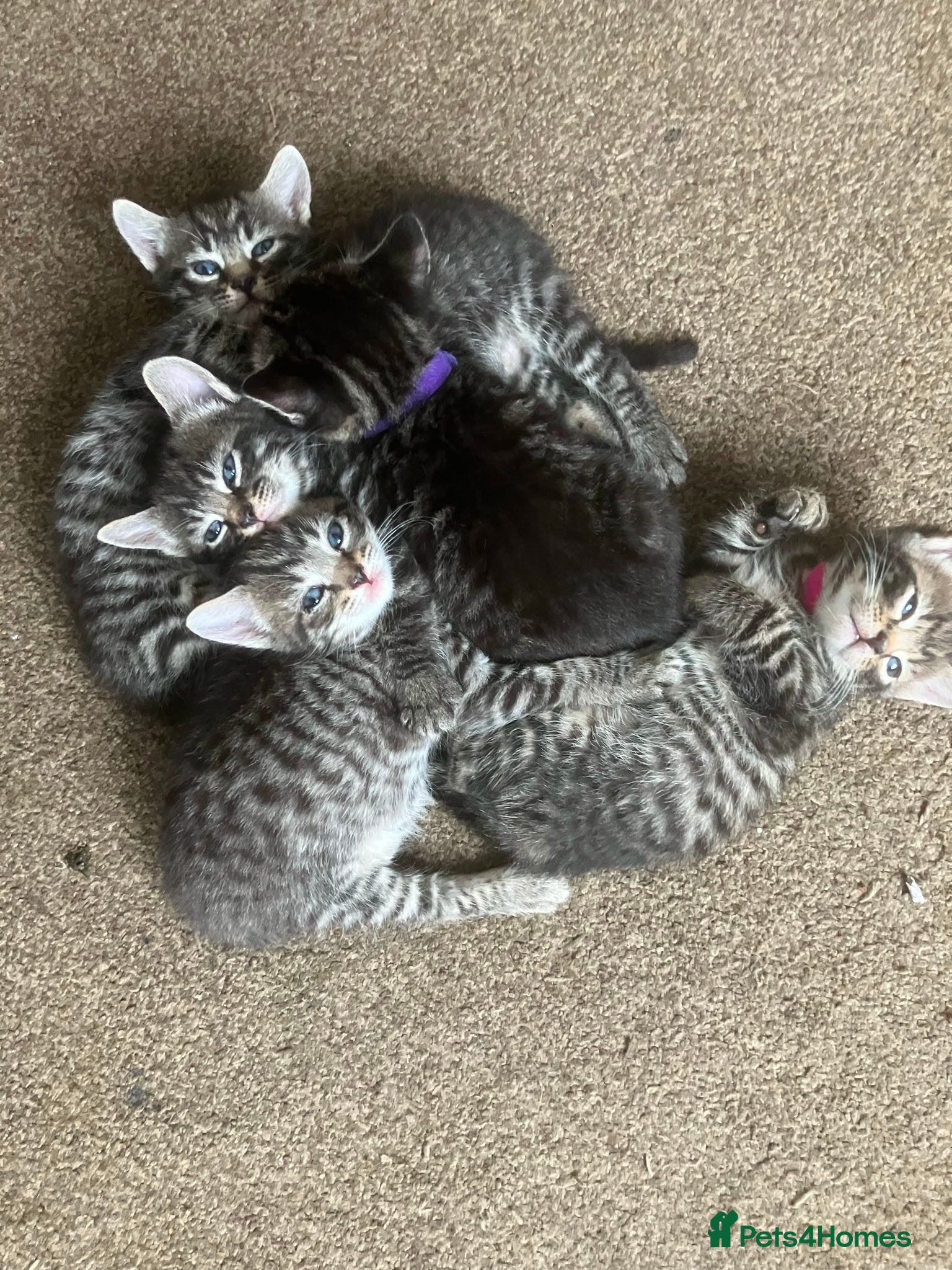 Domestic Shorthair cats Litter of 4 for sale - Advert 1