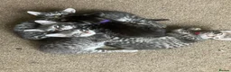 Domestic Shorthair cats for sale: Litter of 4 for sale - Advert 1