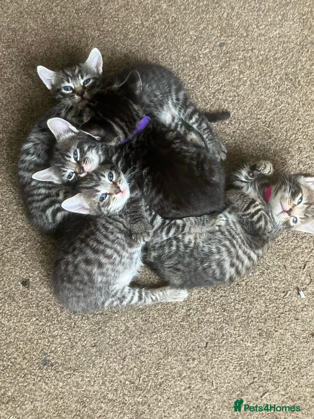 Domestic Shorthair cats for sale: Litter of 4 for sale - Advert 1