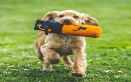 Cocker Spaniel dogs for stud: Champion Bred KC Cocker Spaniel & ALL Health Tests in Cranbrook - Image 21