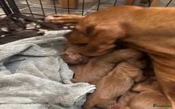 Hungarian Vizsla dogs for sale: Gorgeous KC Hungarian Vizsla puppies - Image 9