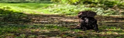 Cocker Spaniel dogs for sale: Sort hard to find - Advert 25