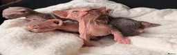 Sphynx cats for sale: ✨ tiny Canadian Sphynx elves ✨ - Advert 10