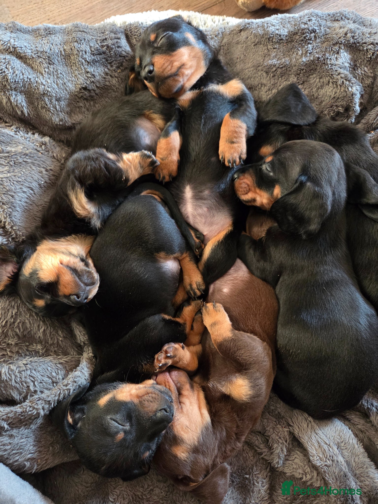 Miniature Dachshund dogs Miniature Dachshunds - Advert 2