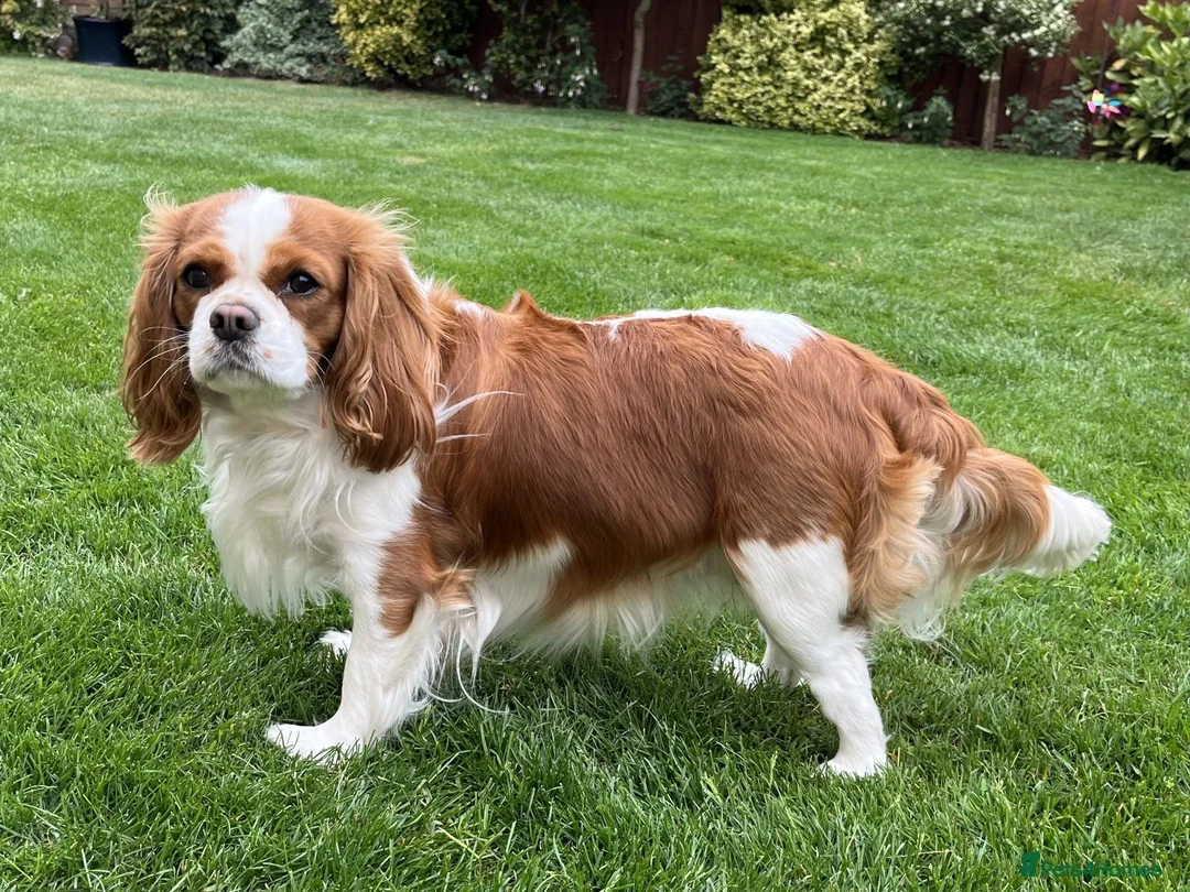 Cavalier King Charles Spaniel dogs for sale: KC Reg Health Tested Cavalier Puppies Due 18th Aug - Advert 2