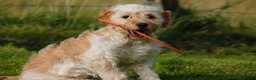 Cockapoo dogs for sale: Beautiful & fun 3 year old Cockapoo ‘Teddy’ - Advert 16