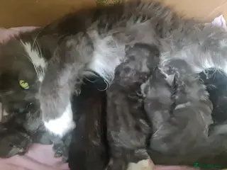 Maine Coon cats Maine coon kittens registered with GCCF - Advert 1