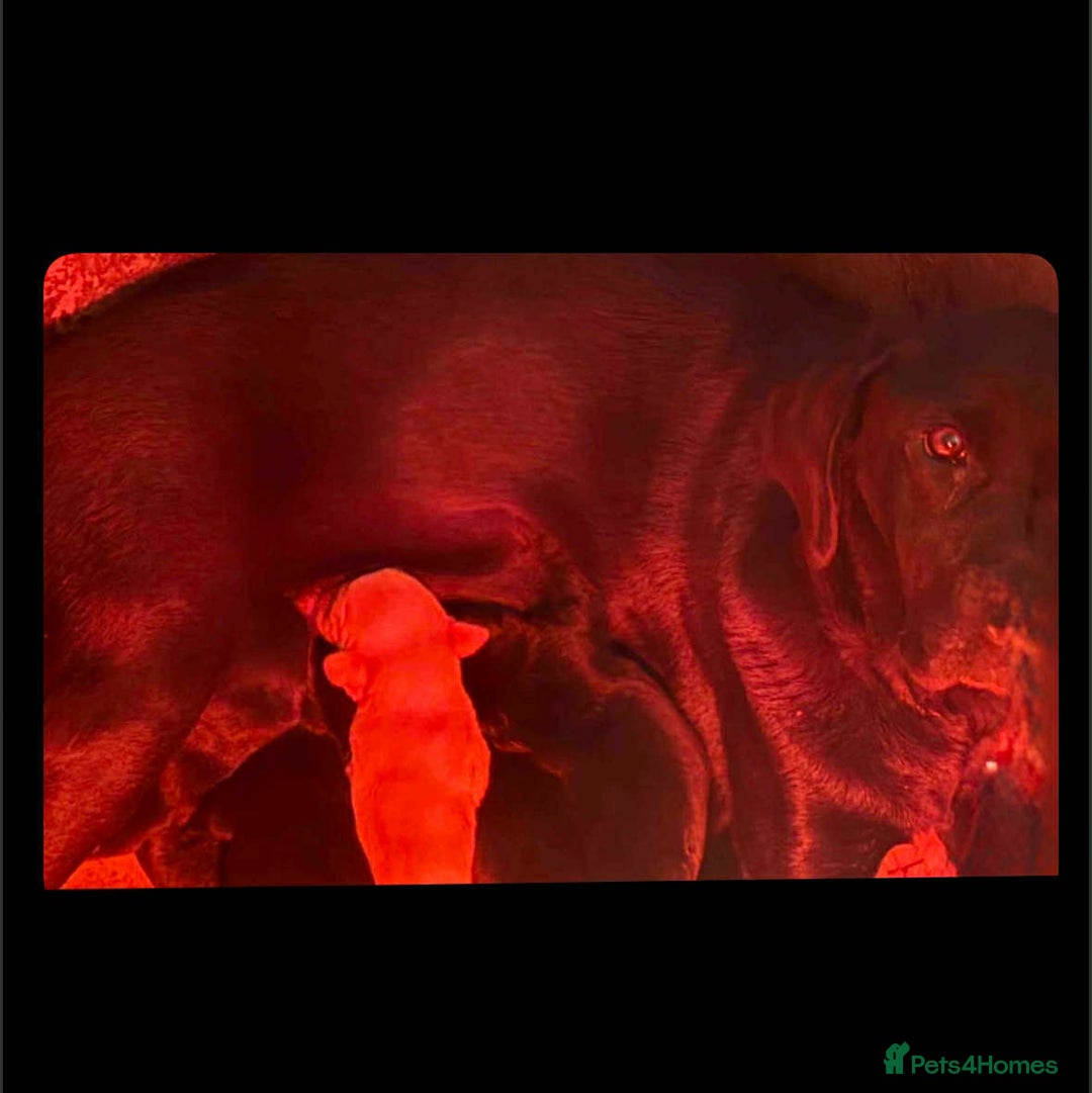 Labrador Retriever dogs for sale: Labrador puppy’s  - Image 9