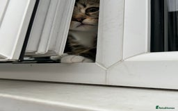British Shorthair cats for sale: LAST KITTENS !! - Image 10