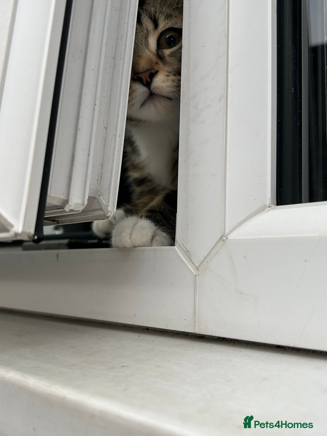 British Shorthair cats for sale: LAST KITTENS !! - Image 10