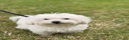 Maltese dogs for sale: Two Beautiful Bichon Maltese Brothers  - Advert 5