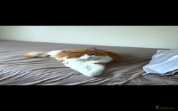 Maine Coon cats for sale: Maine coon mix ragdoll female - Image 3