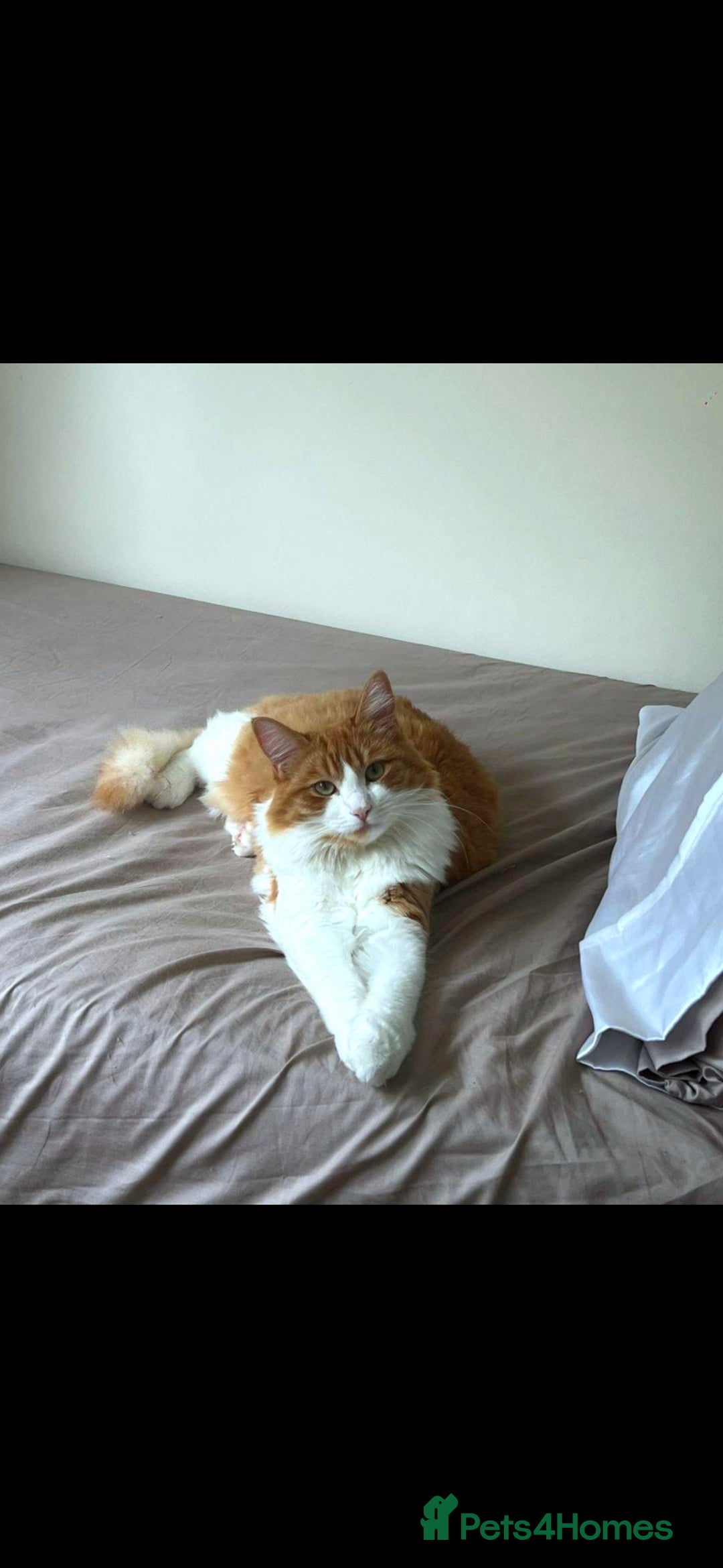 Maine Coon cats for sale: Maine coon mix ragdoll female - Image 3