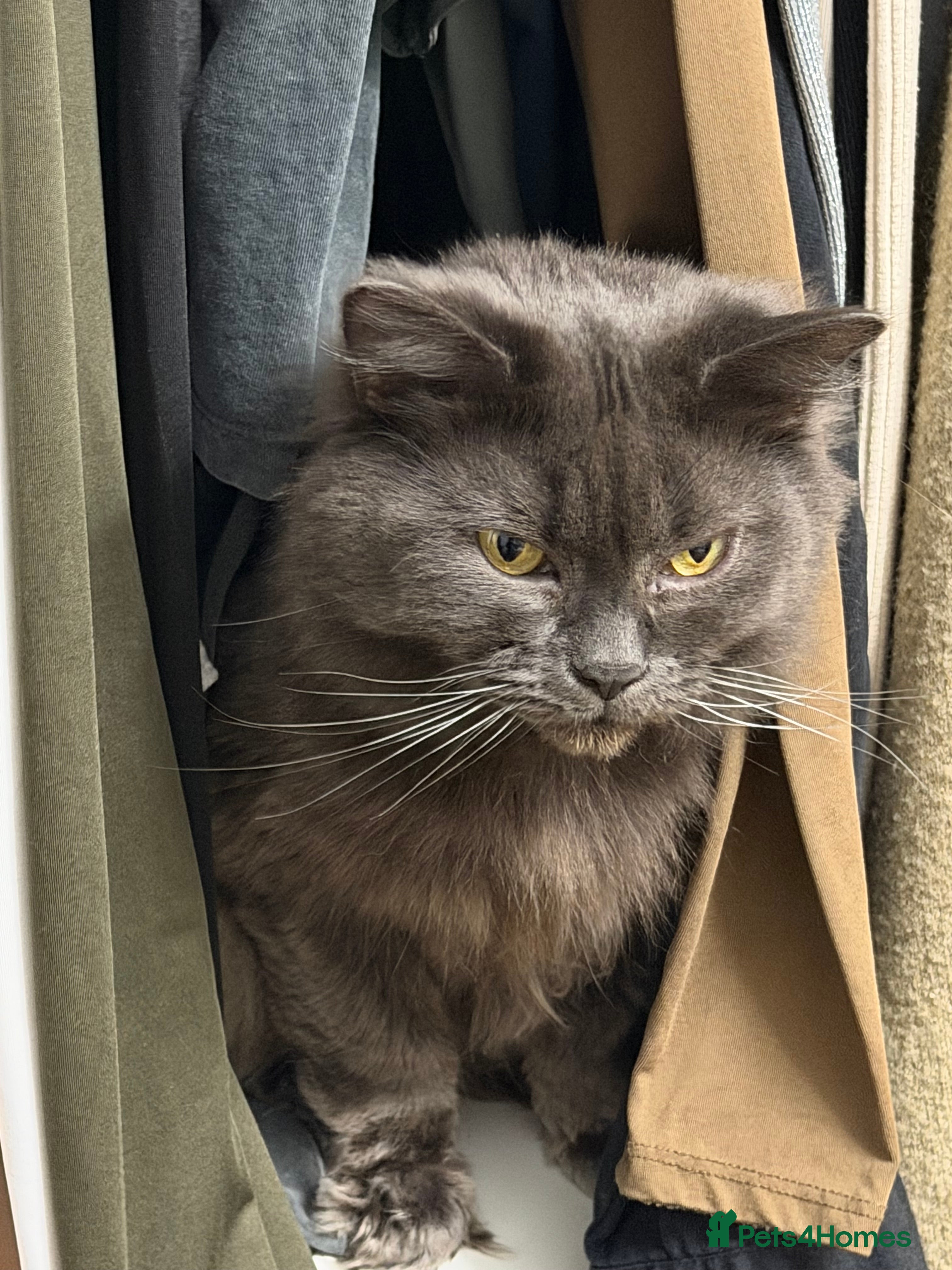 Maine Coon cats Stunning British x Maincoon  - Advert 7