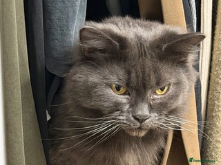 Maine Coon cats Stunning British x Maincoon - Advert 1