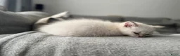 Scottish Fold cats for sale: British short hairs (Scottish straight) ready  - Advert 5