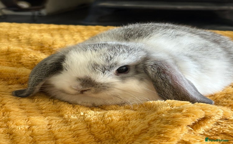 Mini Lop rabbits in Abergavenny - Advert 4