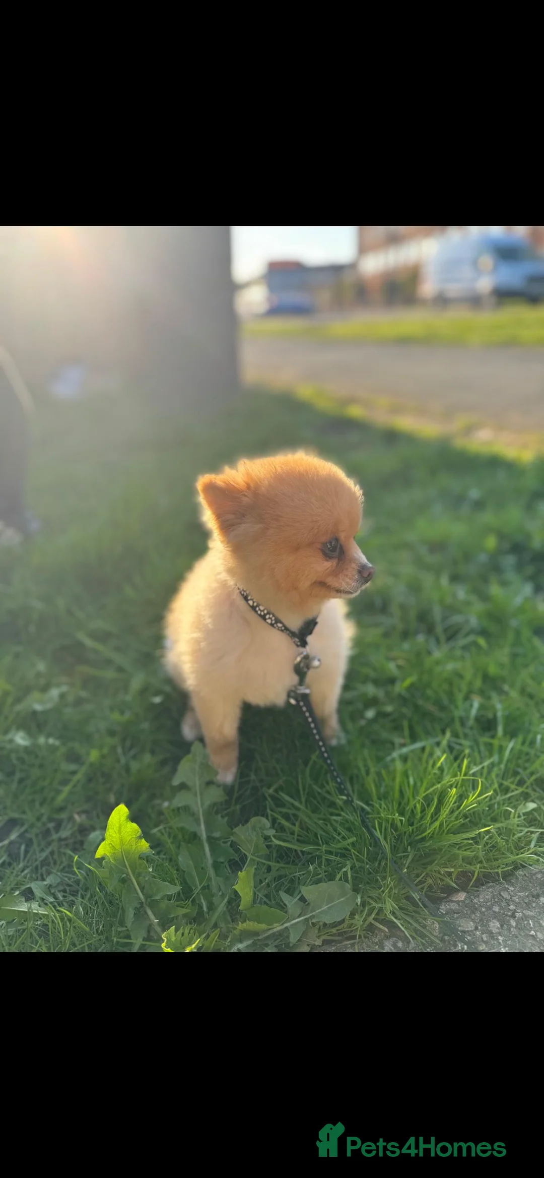 Pomeranian dogs for sale: Luxury  **  Russian Pomeranian Puppy in Swindon - Advert 1