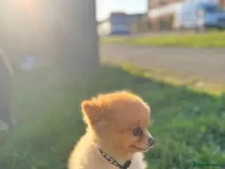 Pomeranian dogs Luxury XS Russian Pomeranian Puppy - Advert 1