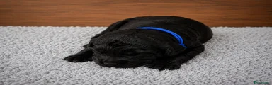 Mr Blue