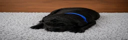 Labradoodle dogs for sale: 🌟Stunning Miniature Labradoodle Pups🌟 - Advert 7