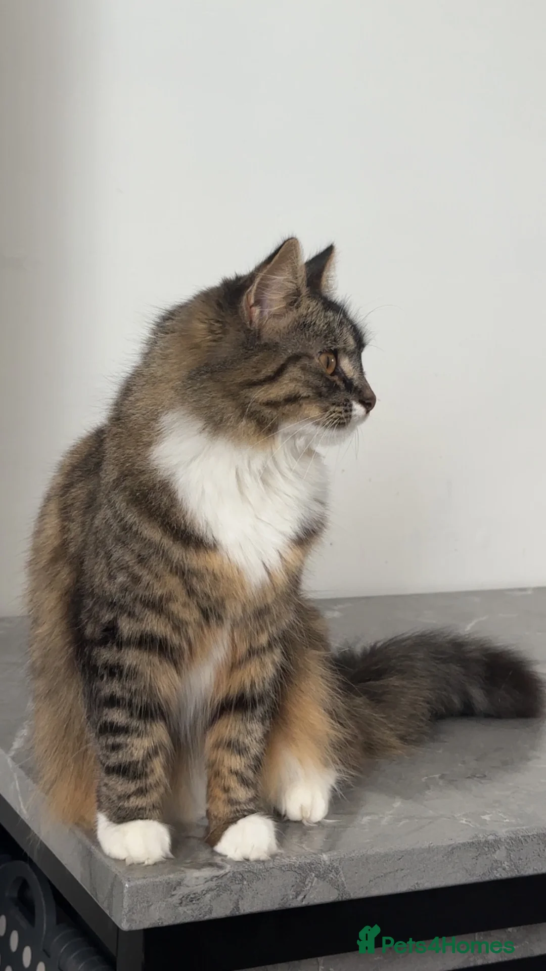 Siberian cats for sale: Beautiful Siberian kitten  - Advert 2