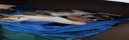 Mixed Breed cats for sale: Gorgeous kittens  - Advert 5
